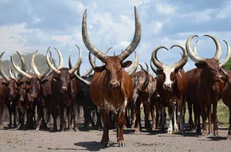 Affaire des vaches dans le Kwilu et Kwango : une diversion pour manipuler l’opinion ?